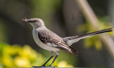Closeup of a northern mockingbird (Mimus polyglottos) with a worm in its beak