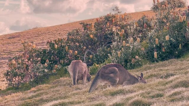 Kangaroos enjoy fresh grass in a field on evening.