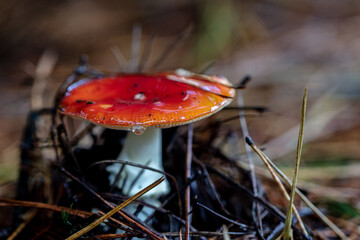 Colourful red mushrooms in the woods in autumn 