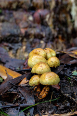 Colourful yellow mushrooms in the woods in autumn 