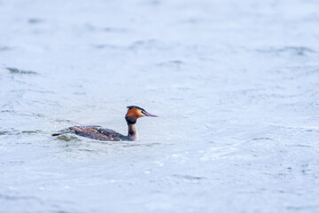 Close-up shot of a great grebe in the water