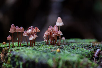 Colourful maroon mushrooms in the woods in autumn 