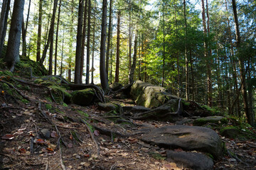 Dovbush path - route through wooded mountain slopes near Yaremche, Ukraine