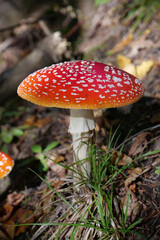 Big red fly agaric grows in autumn wood. Picturesque place in wood heart