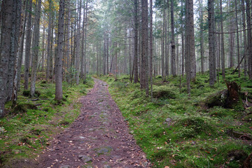 Beautiful autumn forest in Carpathian mountains