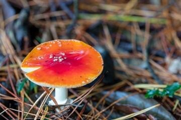 Colourful orange mushrooms in the woods in autumn 
