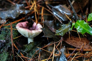 Colourful pink mushrooms in the woods in autumn 