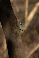 Vertical closeup of a blue tit perched on a bark of a tree