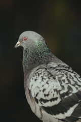 Vertical closeup of a feral pigeon looking aside