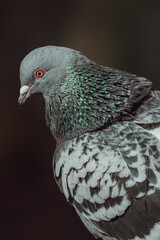 Vertical closeup of a feral pigeon looking aside