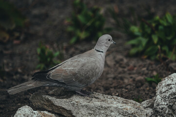 Closeup of a dove perched on stones