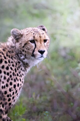 Close up portrait of a wild majestic cheetah, a big cat, in the bush in the Serengeti National Park, Tanzania, Africa
