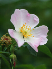 Obraz premium Selective focus shot of rosehip flower in the garden