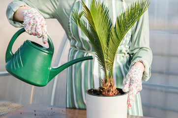 Tropical plant cycas revoluta in a white pot. Woman gardener watering from a watering can Japanese sago Palm tree.