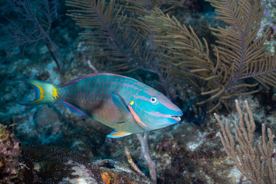 Stoplight parrotfish