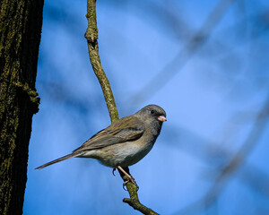dark-eyed junco on a branch