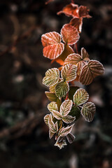 Beautiful juicy leaves in the frost. Frozen leaves close up - 591852398