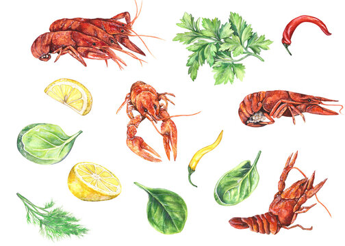 Watercolor illustration set of boiled, juicy red crayfish with parsley, spinach, dill, yellow lemon, hot chili isolated on transparent background
