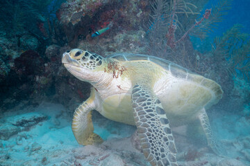 Fototapeta premium Green sea turtle