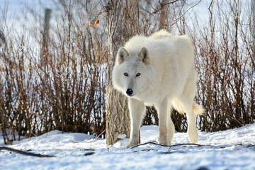 White arctic wolf in Winter in Canadian Rocky Mountains