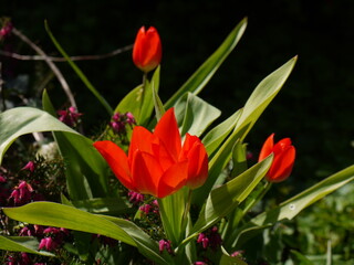 Blumen im Frühling