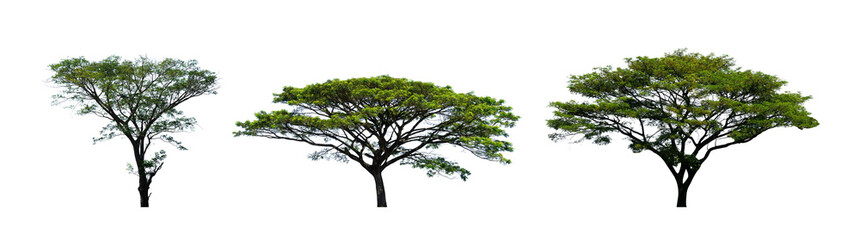 Fototapeta na wymiar Set of oak tree cut out isolated for nature element