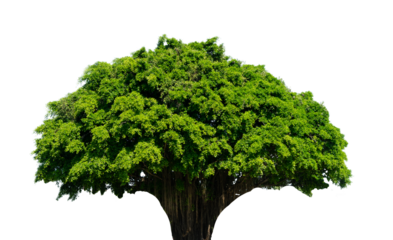 Majestic Banyan tree isolated element