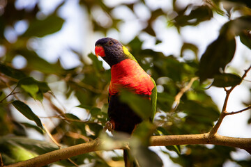 Shallow focus of colorful Loriini parrot on a tree branch