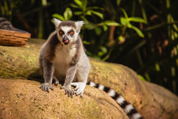 Shallow focus of a lemur sitting on a stone