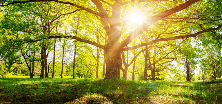 Old tree with fresh foliage in natural park in spring.