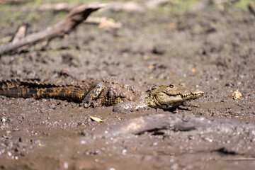 Morelet's crocodile in mud