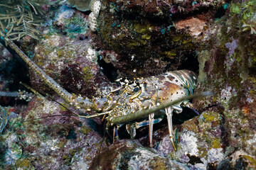 Caribbean spiny lobster in the reef