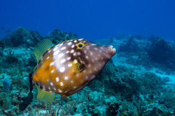 Whitespotted filefish 