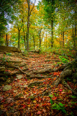 Fototapeta premium Vertical shot of large roots of trees seen under fallen red leaves on a background of autumn forest