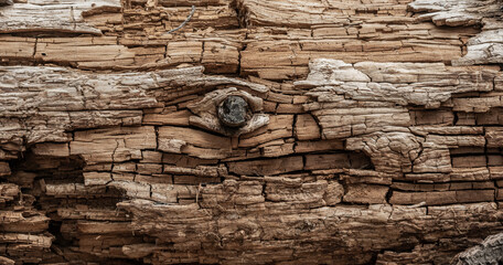 Large Knot In Decomposing Log Looks Like The Eye Of A Whale