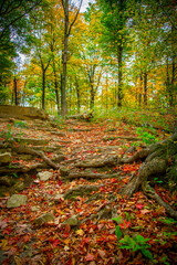 Fototapeta premium Vertical shot of large roots of trees seen under fallen red leaves on a background of autumn forest