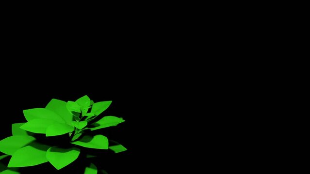 3D animation of growing plant sprouting green leaves on a black background