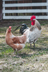 Vertical shot of a cock and hen in a farm