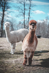 Vertical closeup shot of brown and white alpacas in highlands of Sweden