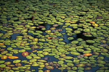 Liliy Pads Fill The Surface Of Gravel Pit Lake In Yosemite