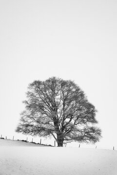 Silhouette d'un arbre en hiver sous la neige