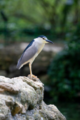 Martinete común sobre una piedra