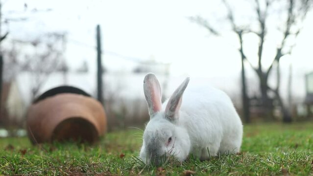 Footage of a cute little bunny eating grass on a farm in a blurred background
