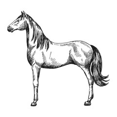 Horse figure sketch in profile. Vintage vector illustration.	