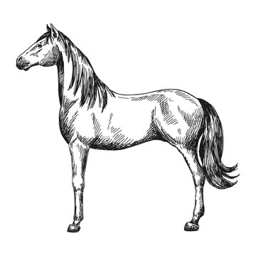 Horse figure sketch in profile. Vintage vector illustration.	