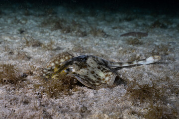 Yellow stingray