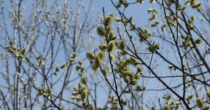 Saule marsault (Salix caprea) aux rameaux dress&eacute;s garnis de ch&acirc;tons duveteux au nectar attirant les abeilles 
