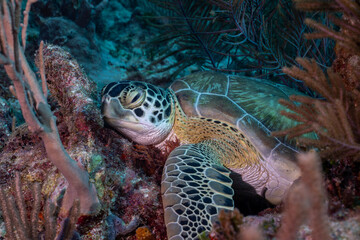 Green sea turtle resting 