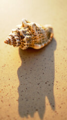 Vertical shot of a seashell casting a shadow on wet sand