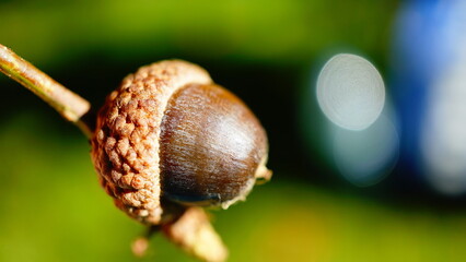 Selective focus shot of an acorn on a twig